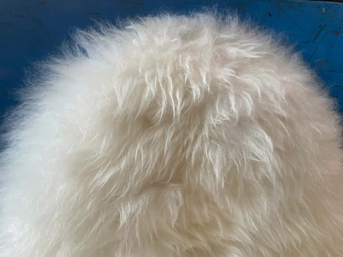 Close-up of sheep fur